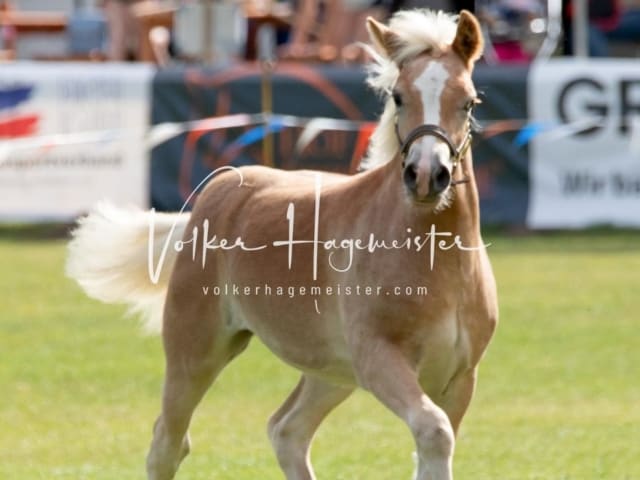 PSB Fohlenchampionat 30