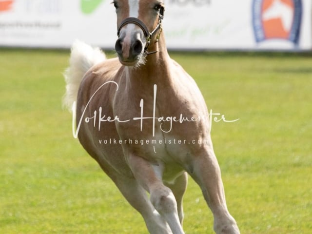 PSB Fohlenchampionat 1