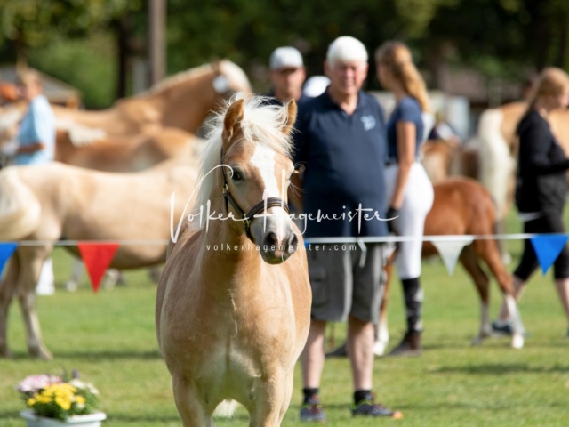 PSB Fohlenchampionat 2