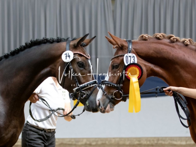 ZfdP Bundesschau Sonntag 17