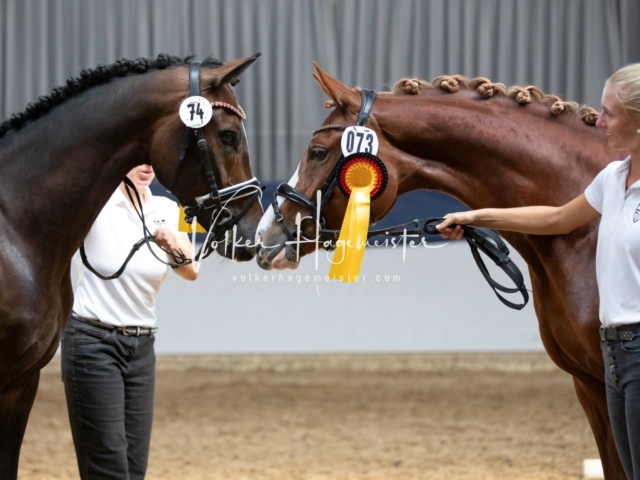 ZfdP Bundesschau Sonntag 18