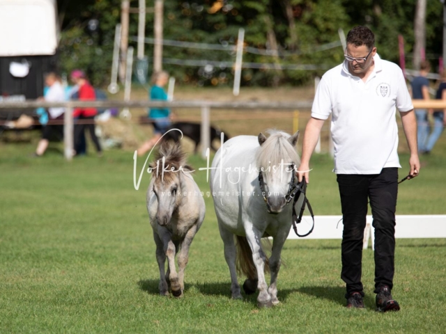 PSB Fohlenchampionat 4