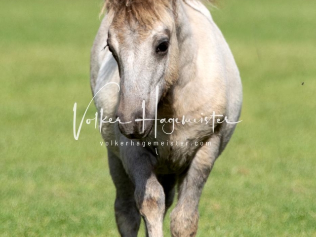 PSB Fohlenchampionat 5
