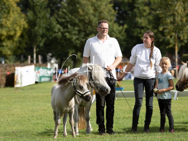 PSB Fohlenchampionat 7