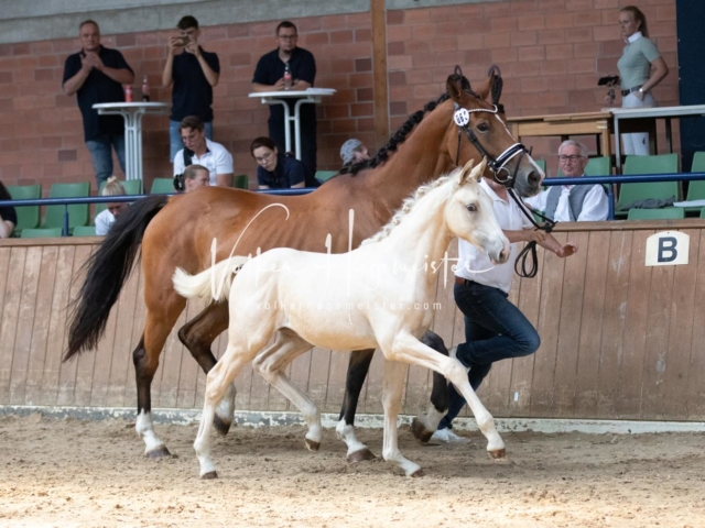 ZfdP Bundesschau Sonntag 19