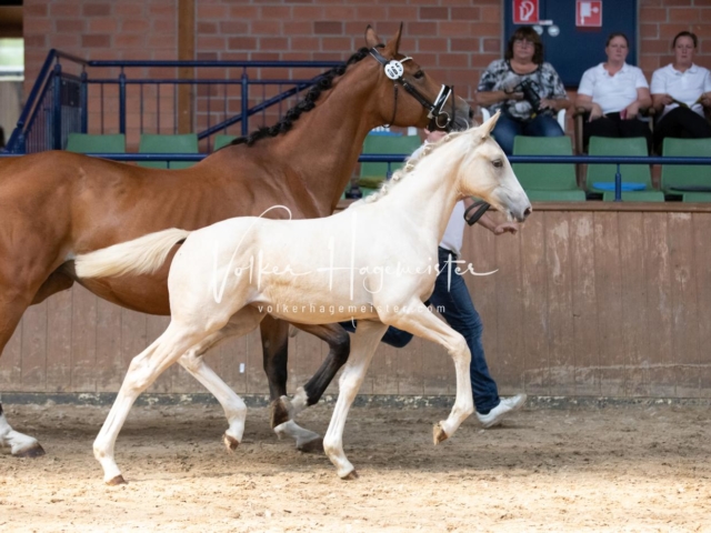 ZfdP Bundesschau Sonntag 20