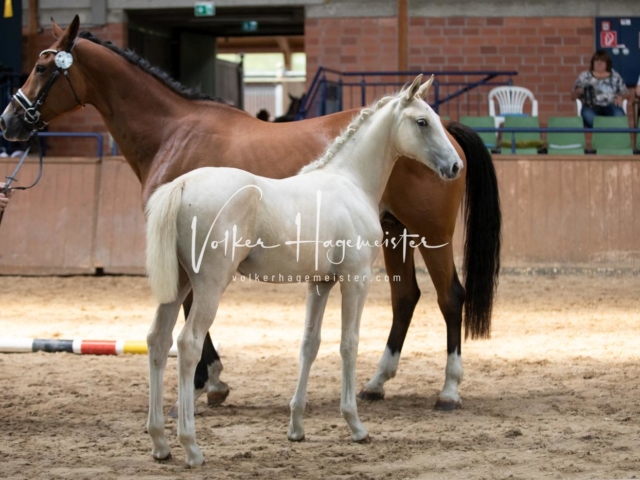 ZfdP Bundesschau Sonntag 21