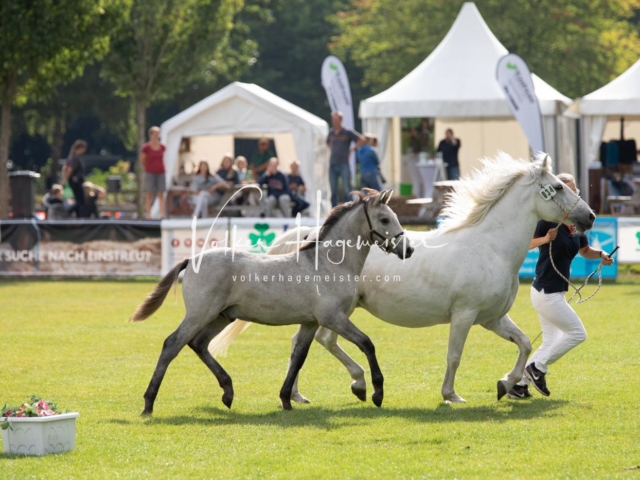 PSB Fohlenchampionat 8