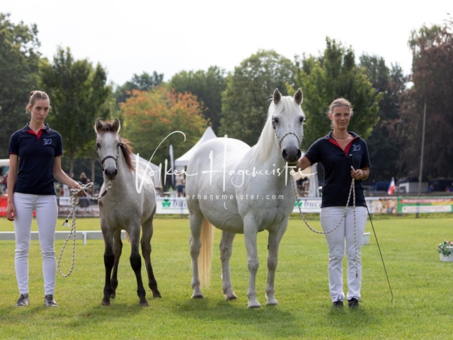 PSB Fohlenchampionat 9