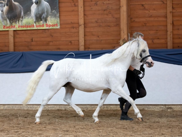 ZfdP Bundesschau Samstag 12