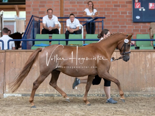 ZfdP Bundesschau Sonntag 22