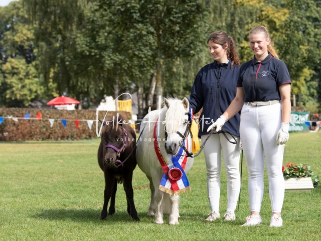 PSB Fohlenchampionat 10