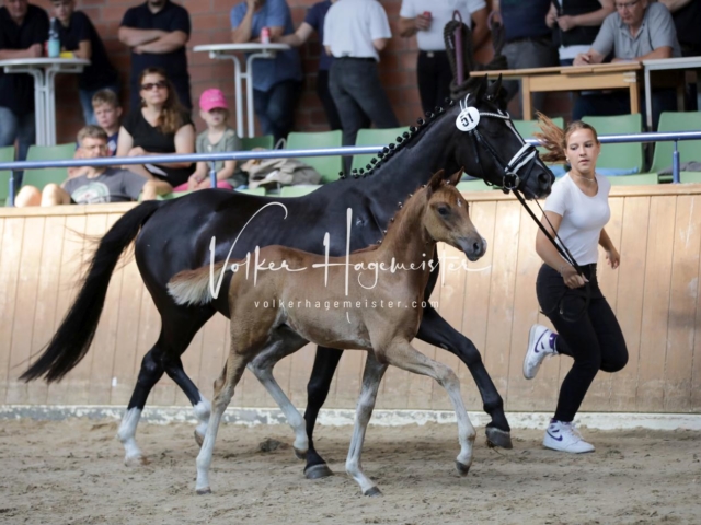 ZfdP Bundesschau Sonntag 23