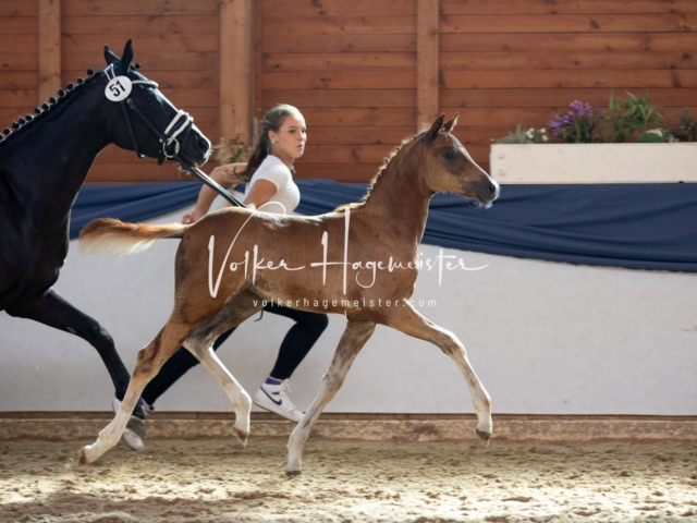 ZfdP Bundesschau Sonntag 24