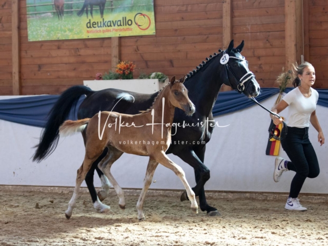 ZfdP Bundesschau Sonntag 25