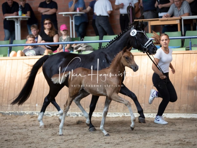 ZfdP Bundesschau Sonntag 26