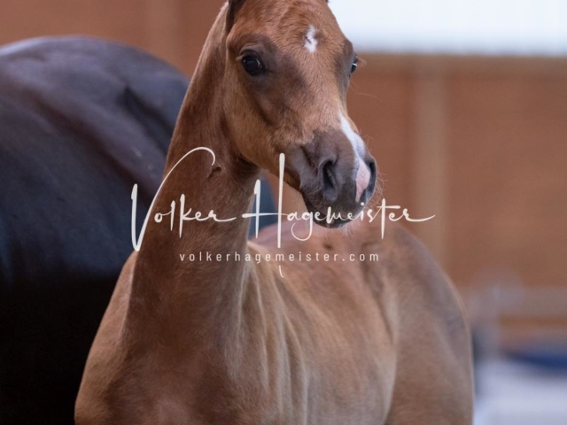 ZfdP Bundesschau Sonntag 28