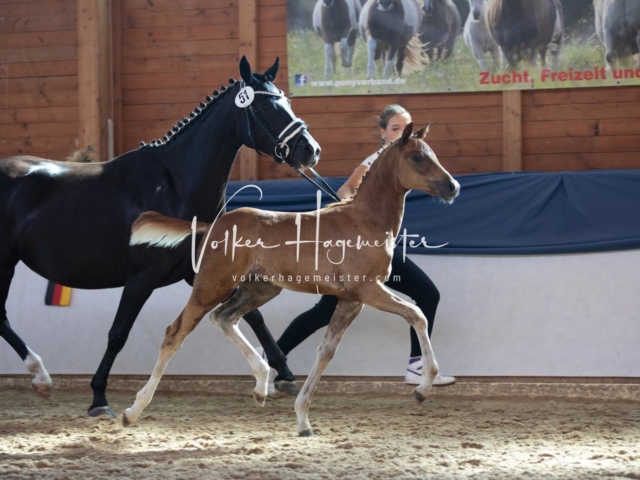 ZfdP Bundesschau Sonntag 29