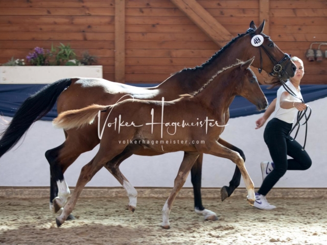 ZfdP Bundesschau Sonntag 1