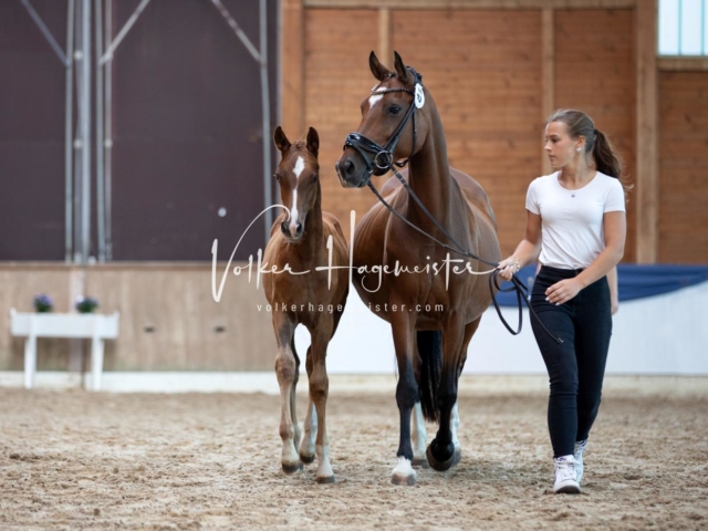 ZfdP Bundesschau Sonntag 2