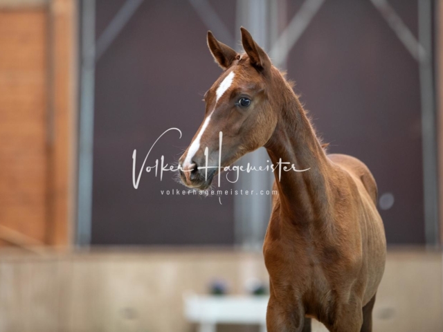 ZfdP Bundesschau Sonntag 3