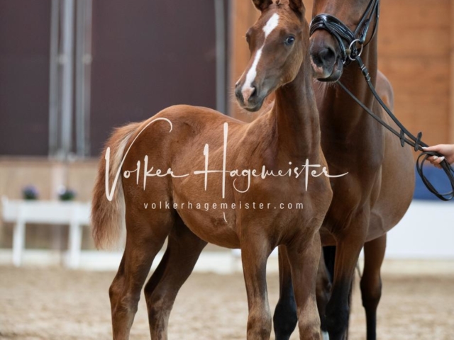 ZfdP Bundesschau Sonntag 4