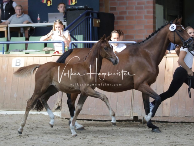 ZfdP Bundesschau Sonntag 6