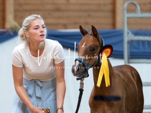 ZfdP Bundesschau Sonntag 8