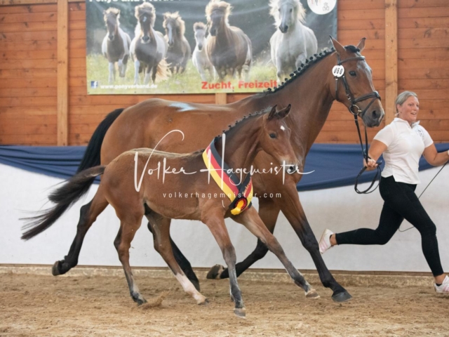 ZfdP Bundesschau Sonntag 9