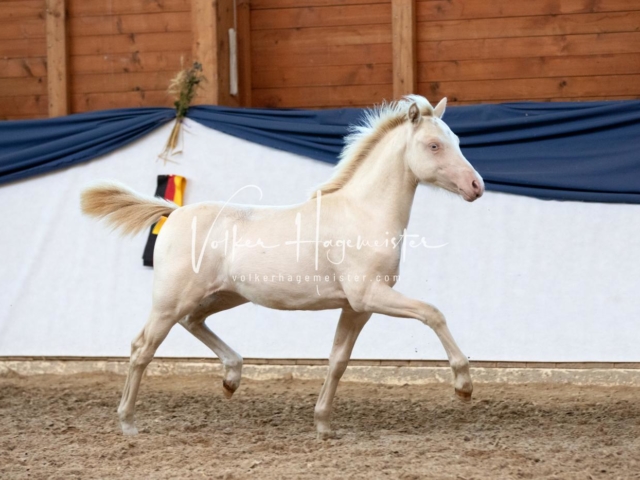 ZfdP Bundesschau Samstag 14