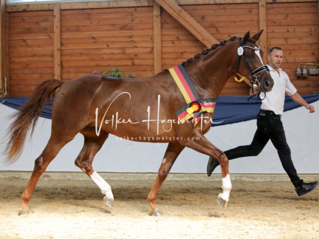 ZfdP Bundesschau Sonntag 12