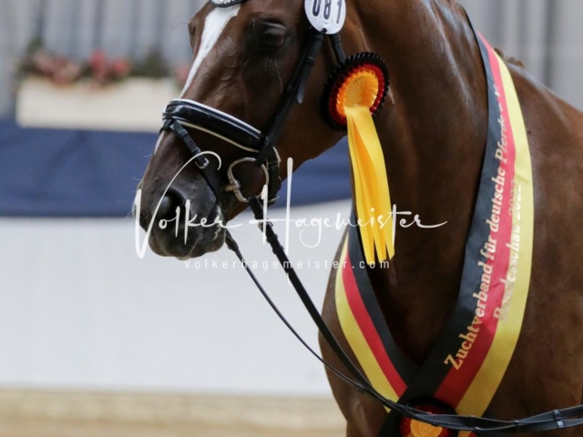 ZfdP Bundesschau Sonntag 14