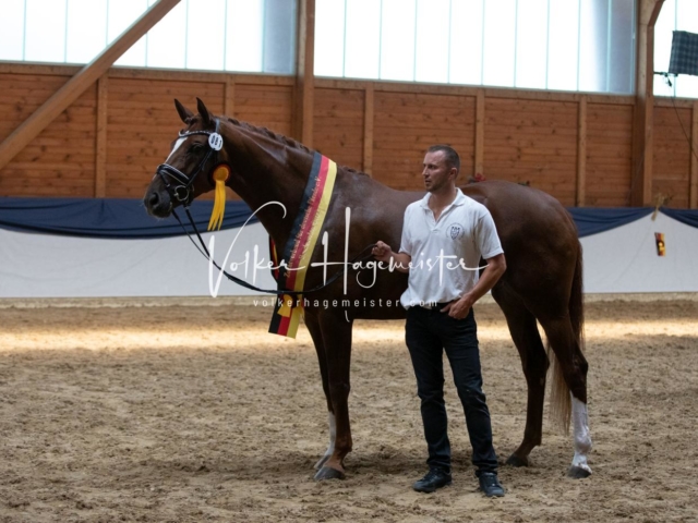 ZfdP Bundesschau Sonntag 15