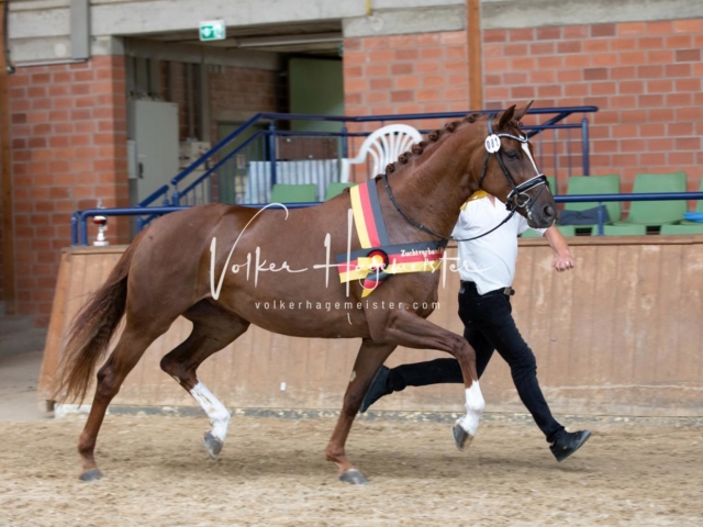 ZfdP Bundesschau Sonntag 16