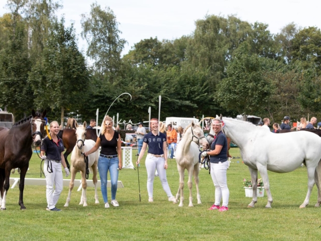 PSB Fohlenchampionat 12