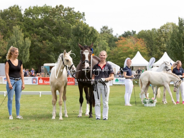 PSB Fohlenchampionat 13