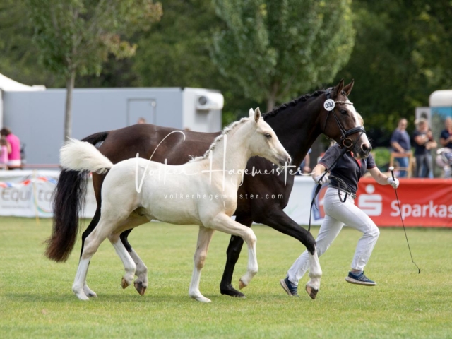 PSB Fohlenchampionat 15