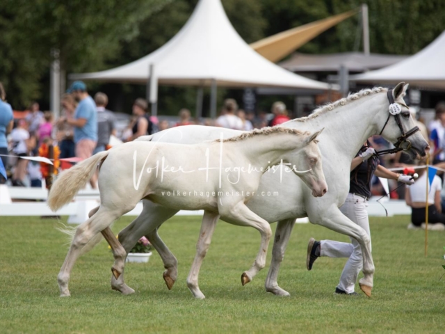 PSB Fohlenchampionat 17
