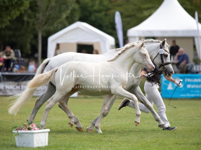 PSB Fohlenchampionat 19