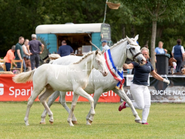 PSB Fohlenchampionat 20