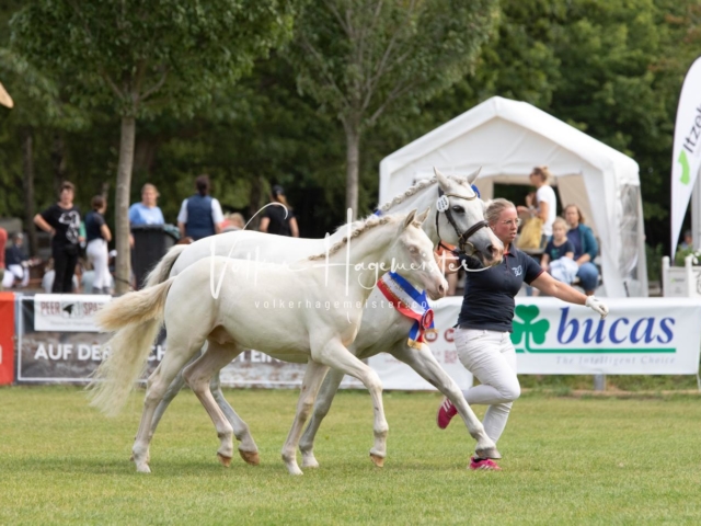 PSB Fohlenchampionat 21