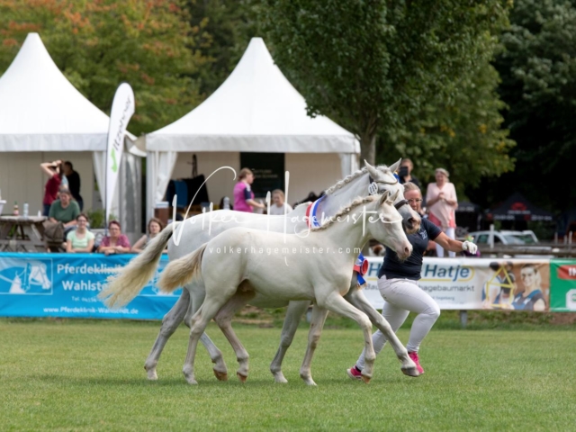 PSB Fohlenchampionat 22