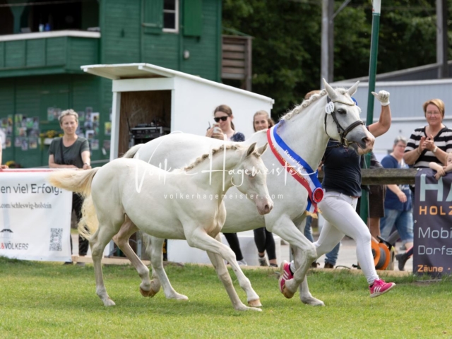 PSB Fohlenchampionat 23