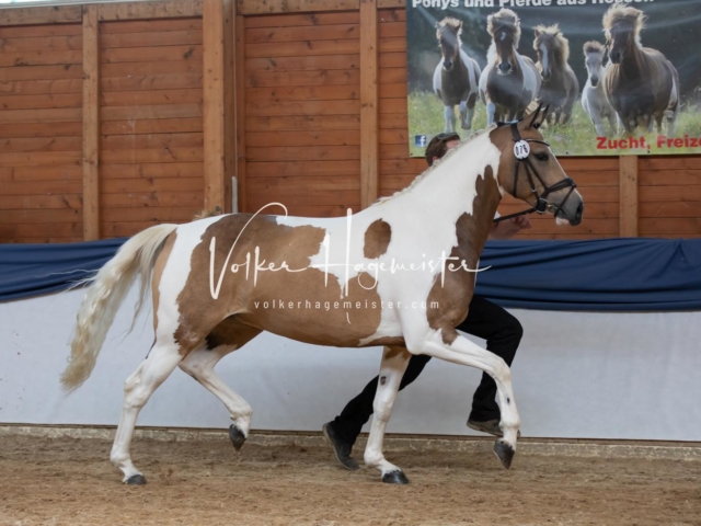 ZfdP Bundesschau Sonntag 18