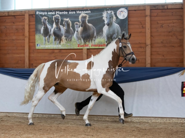 ZfdP Bundesschau Sonntag 19