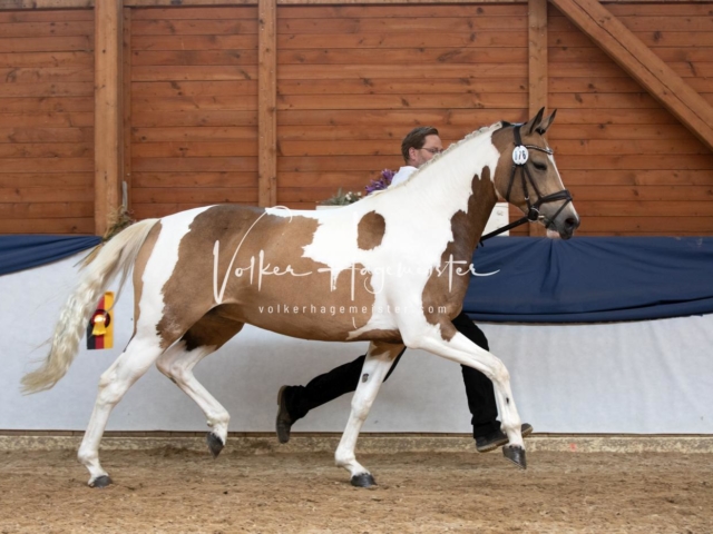 ZfdP Bundesschau Sonntag 20