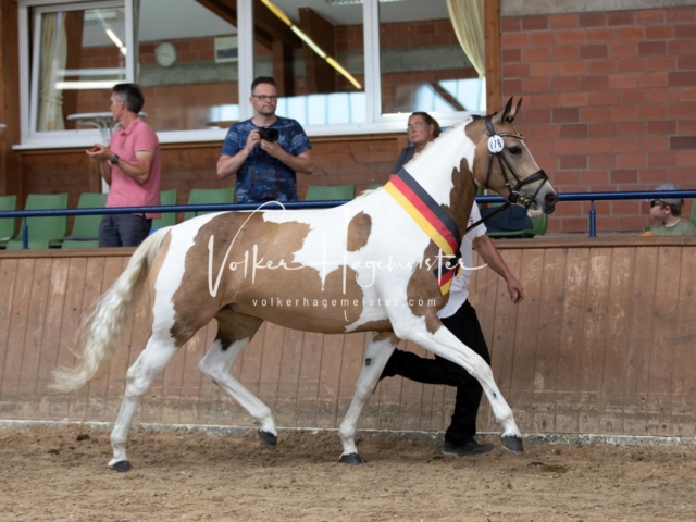 ZfdP Bundesschau Sonntag 21
