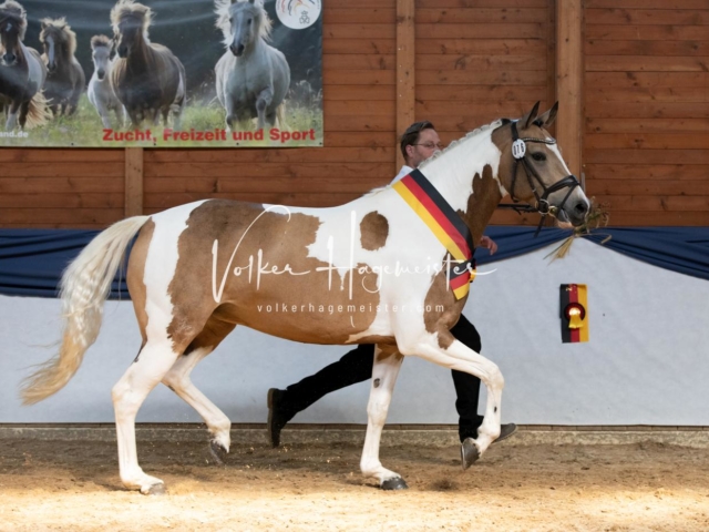 ZfdP Bundesschau Sonntag 17