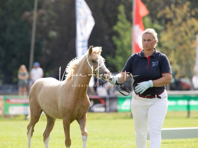 PSB Fohlenchampionat 24