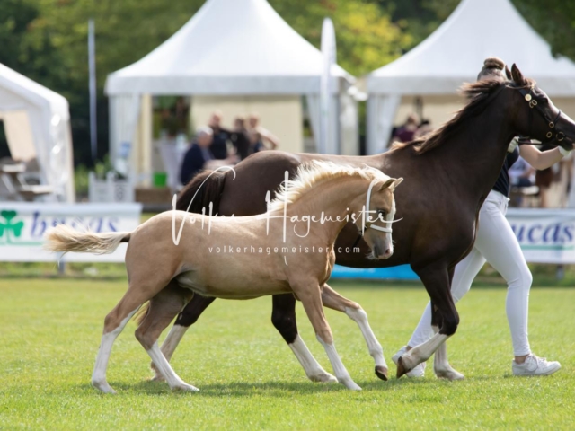 PSB Fohlenchampionat 25